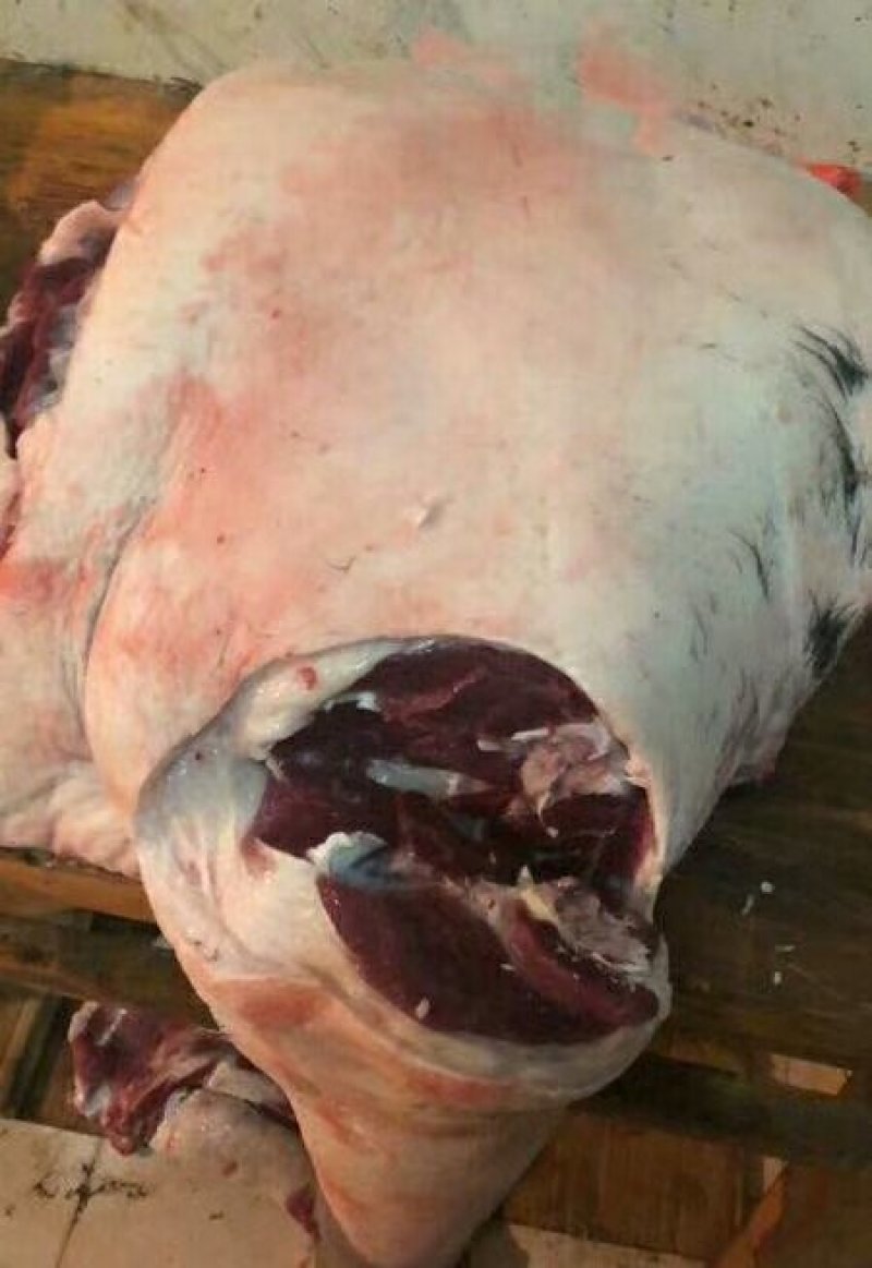 金寨农户自养黑毛猪🐷