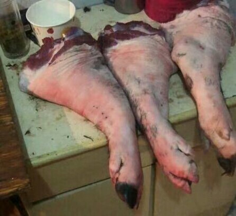 金寨农户自养黑毛猪🐷