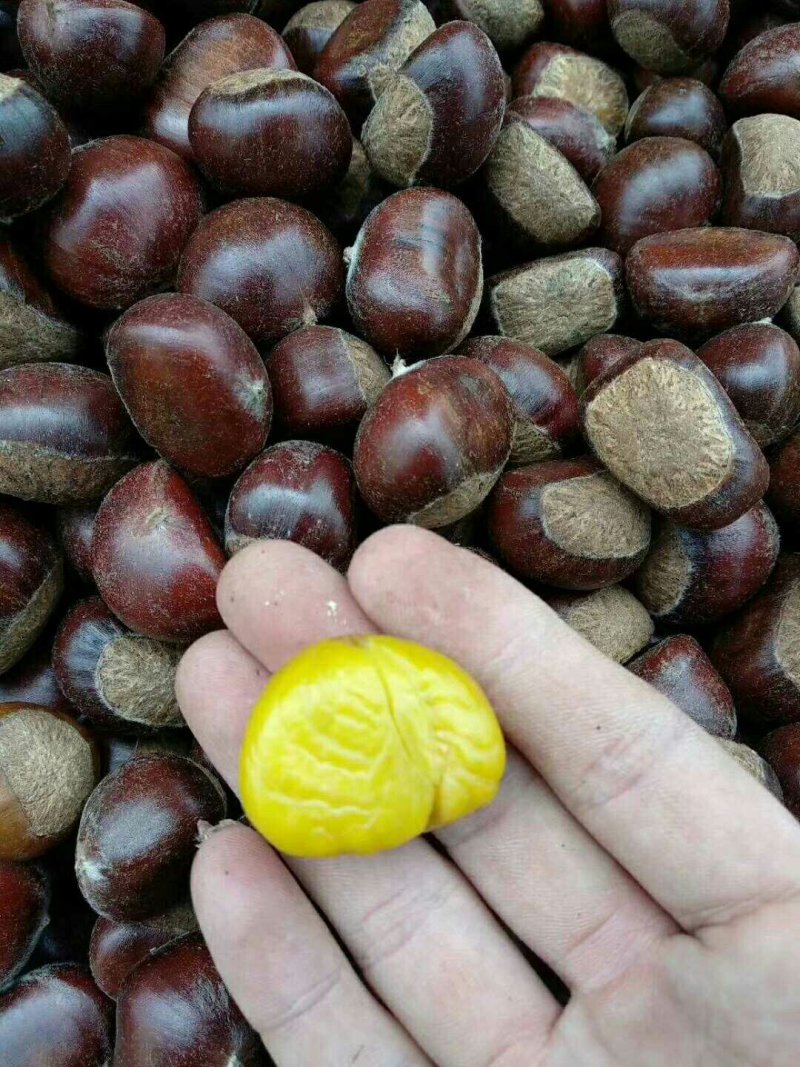 迁西板栗母乳3113栗大量现货云南。，，，，，，