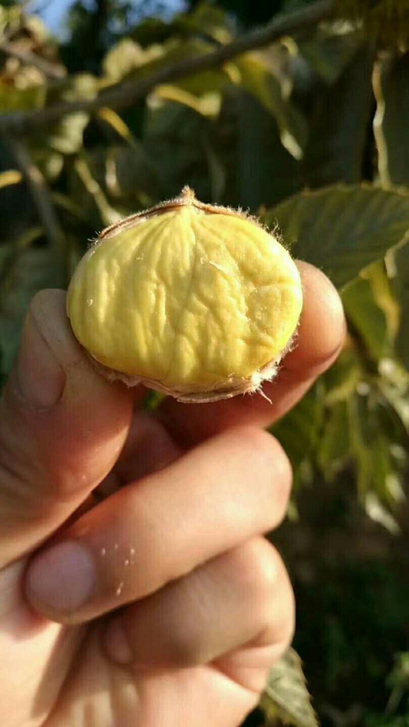 迁西板栗母乳3113栗大量现货云南。，，，，，，