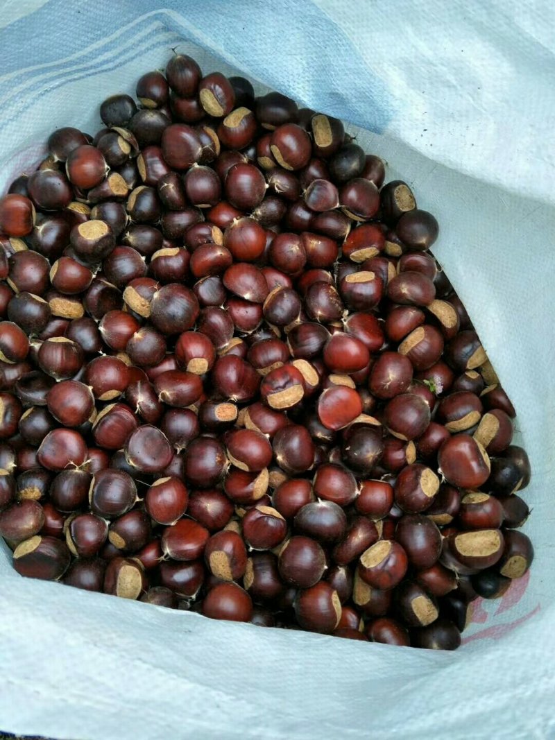 迁西板栗母乳3113栗大量现货云南。，，，，，，