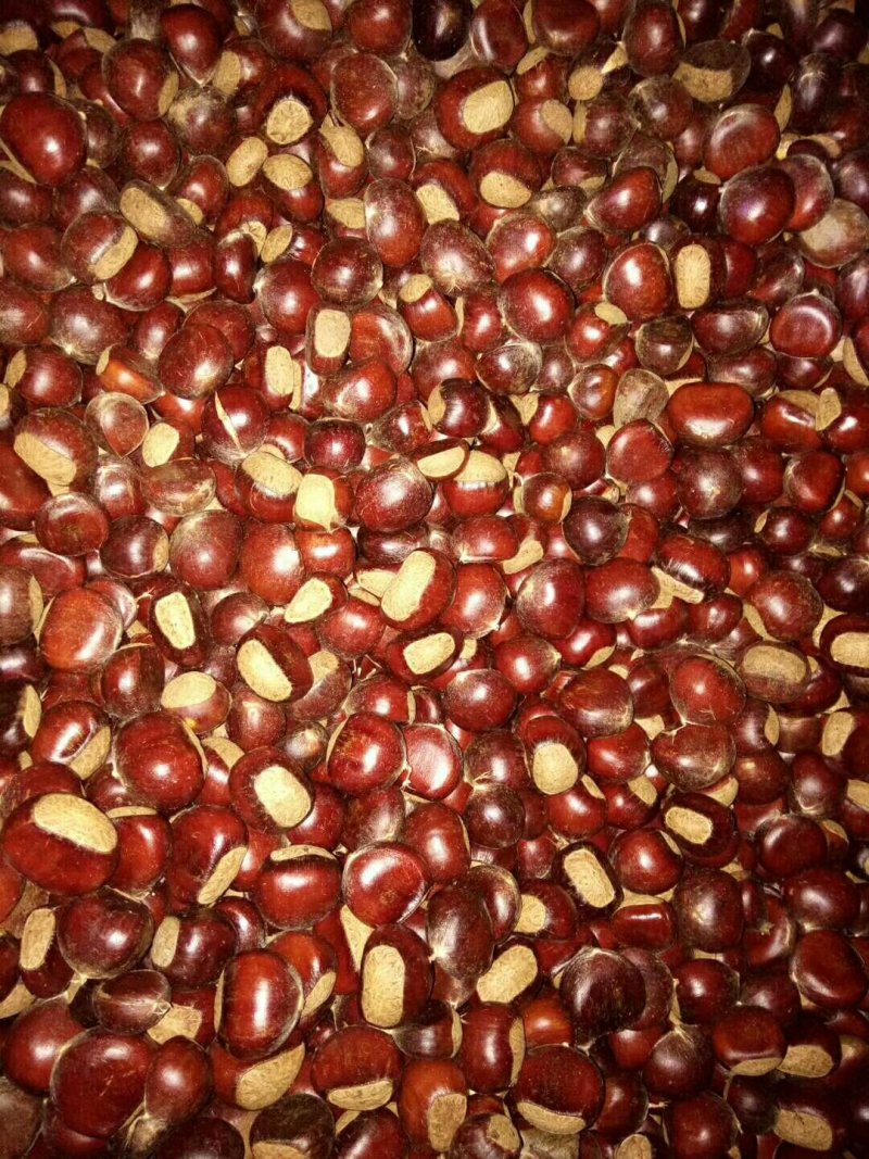 迁西板栗母乳3113栗大量现货云南。，，，，，，