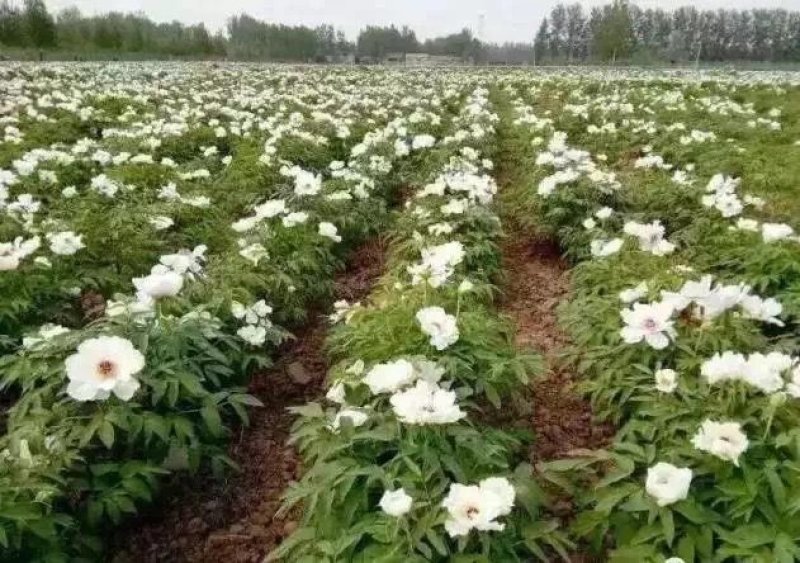 油用牡丹苗凤丹苗牡丹苗基地直销1-3年优选凤丹苗
