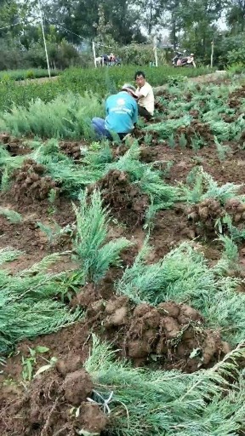 优质沙地柏出售