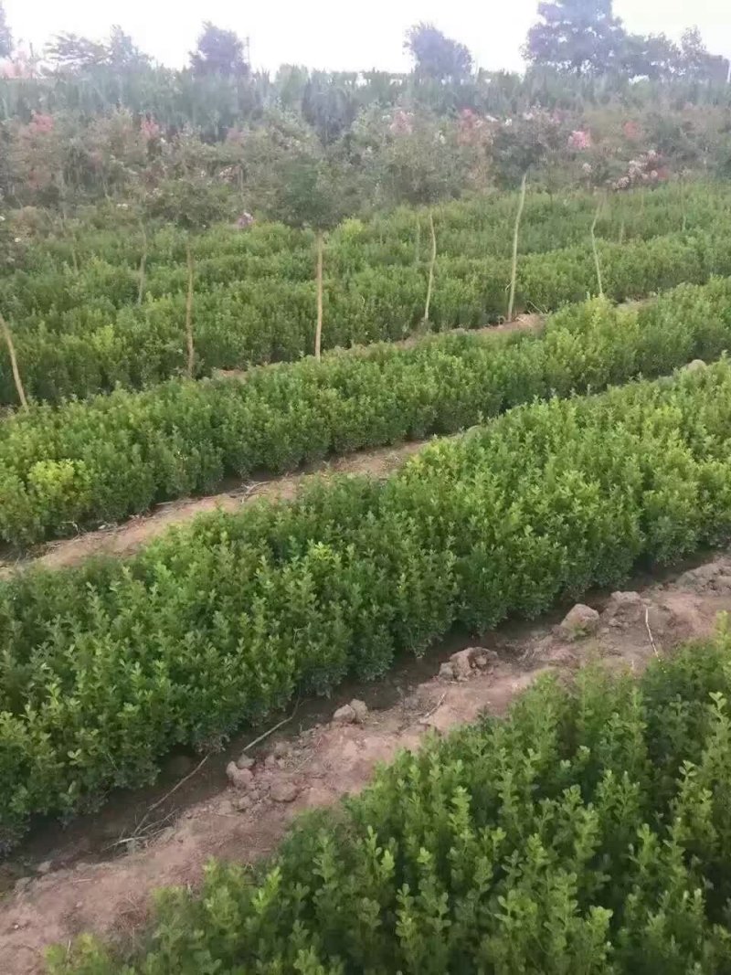 瓜子黄杨小叶黄杨地栽苗杯苗绿篱