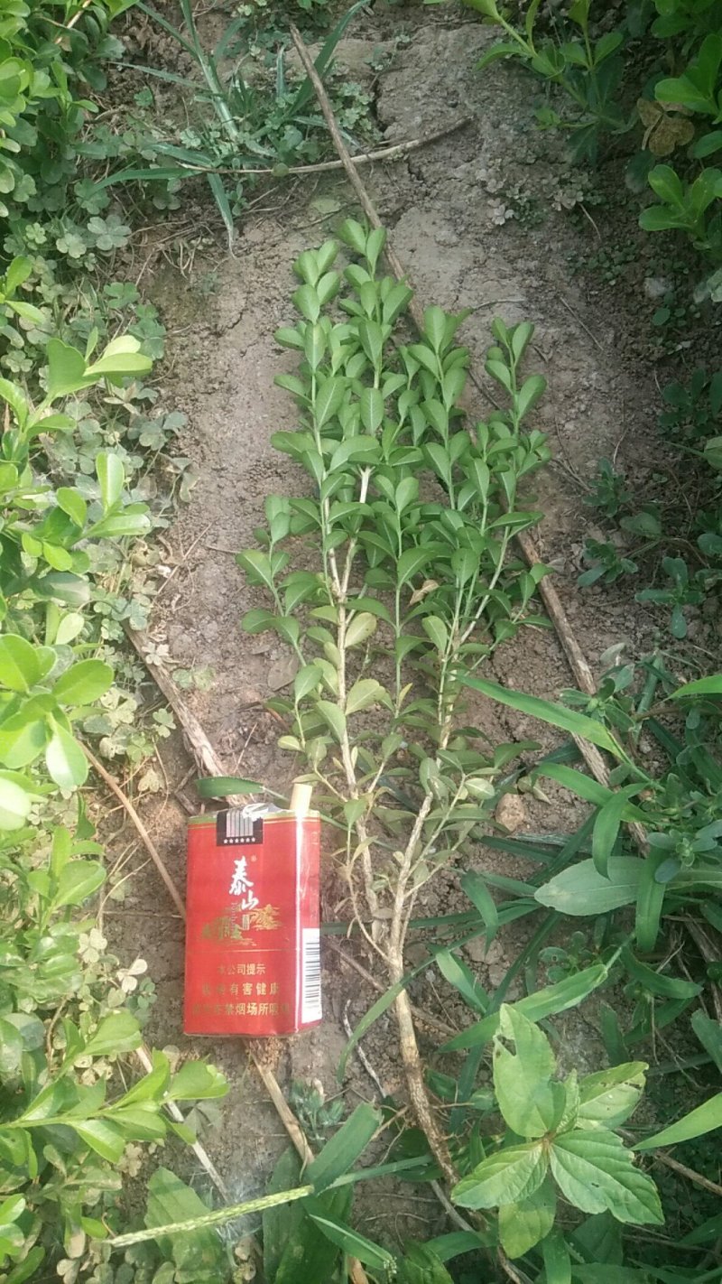 瓜子黄杨小叶黄杨地栽苗杯苗绿篱