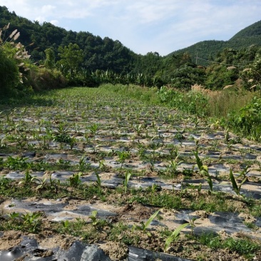 山地田地出租