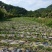 山地田地出租
