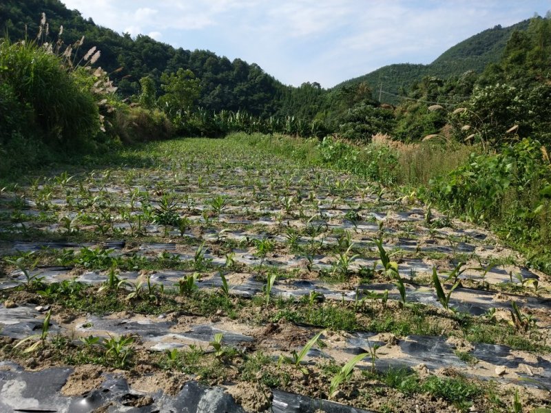 山地田地出租