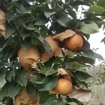 晚秋黄梨