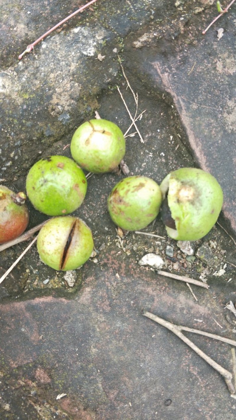 油茶鲜果