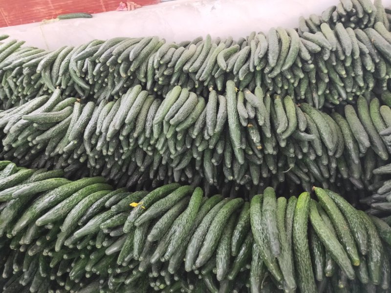 黄瓜