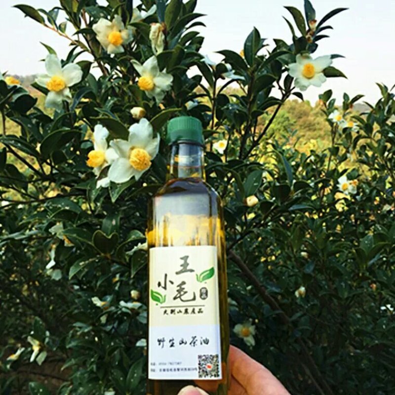 野生茶油
