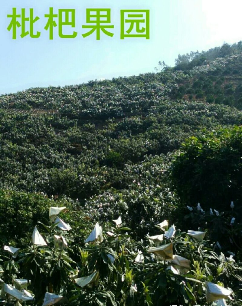 莆田常太枇杷