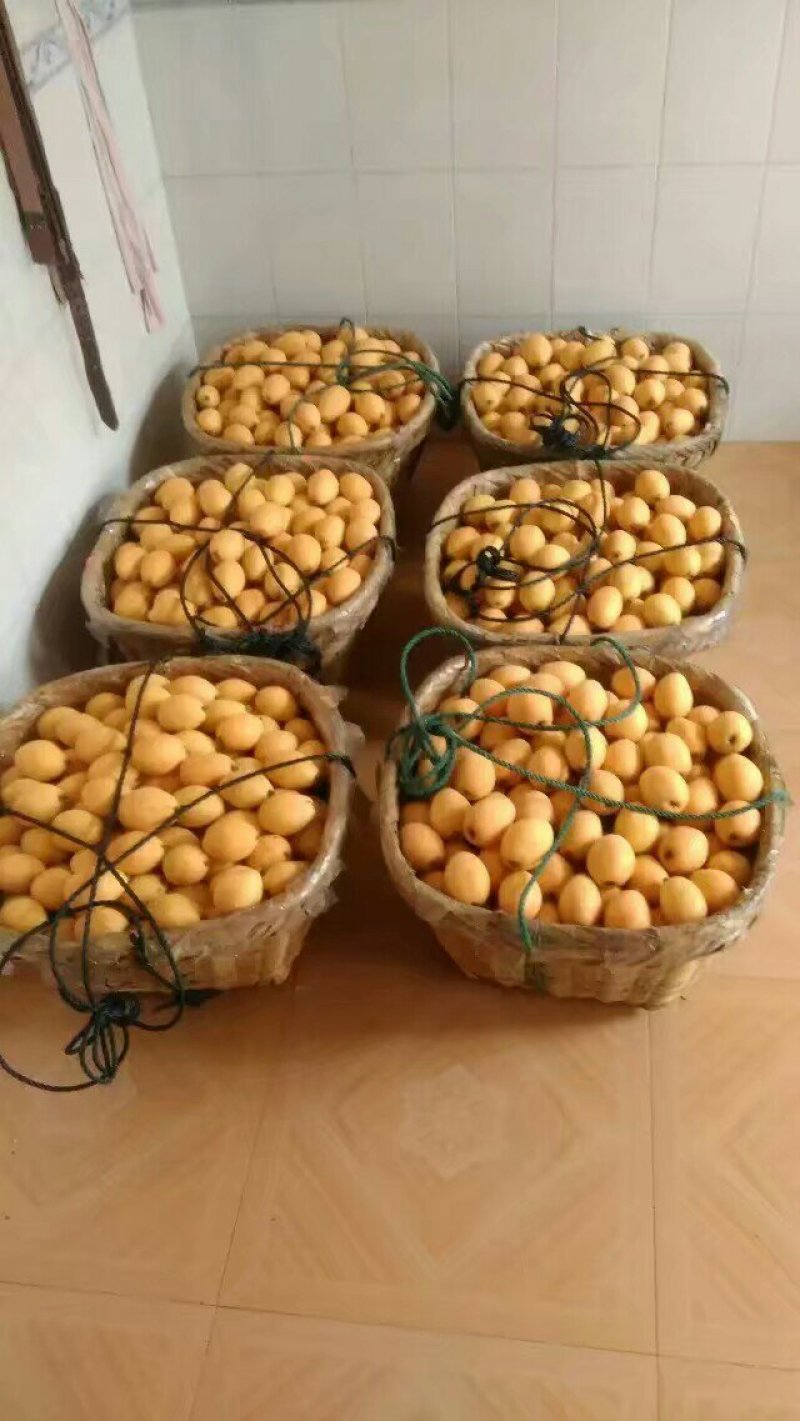 莆田常太枇杷