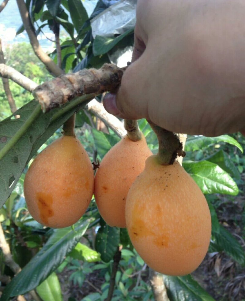 莆田常太枇杷