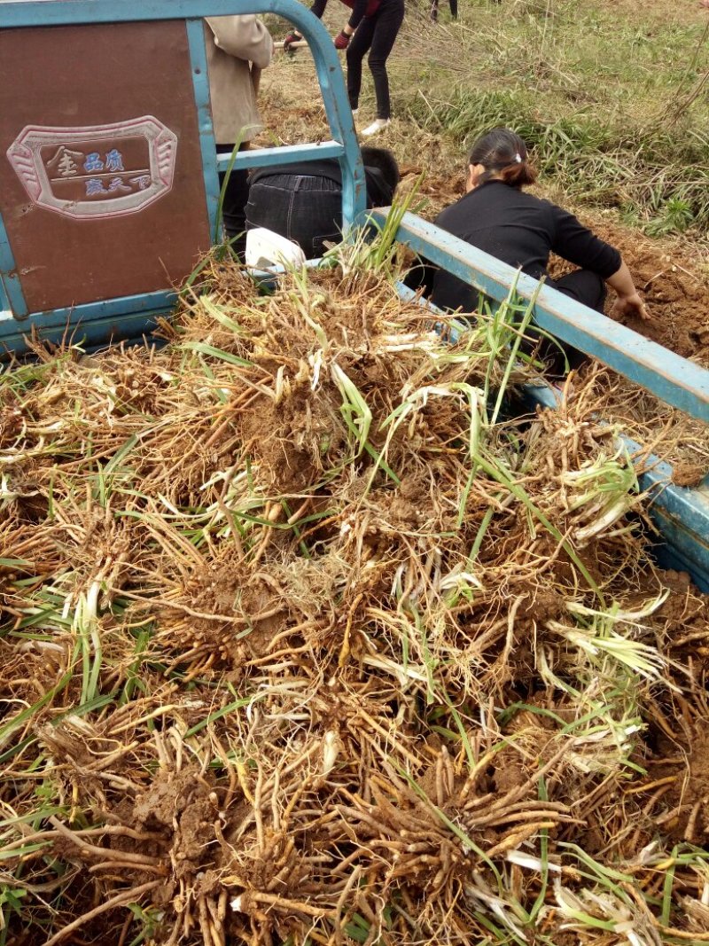 【推荐】黄花菜种苗10cm以下质量保证欢迎来电咨询