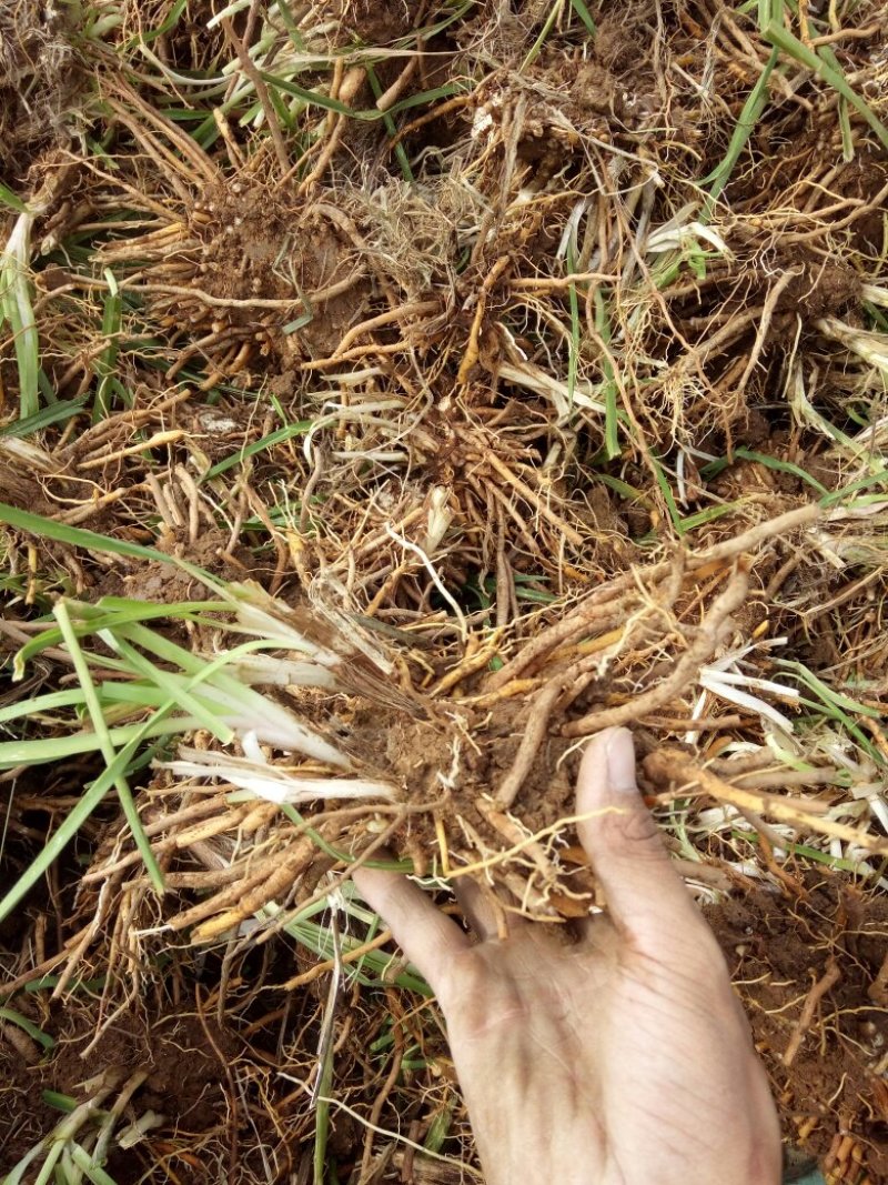 【推荐】黄花菜种苗10cm以下质量保证欢迎来电咨询