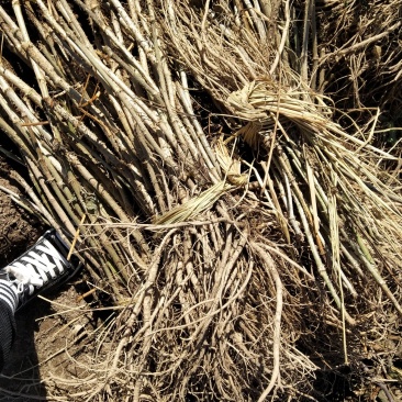 刺嫩芽苗刺龙芽苗质量好成活率高