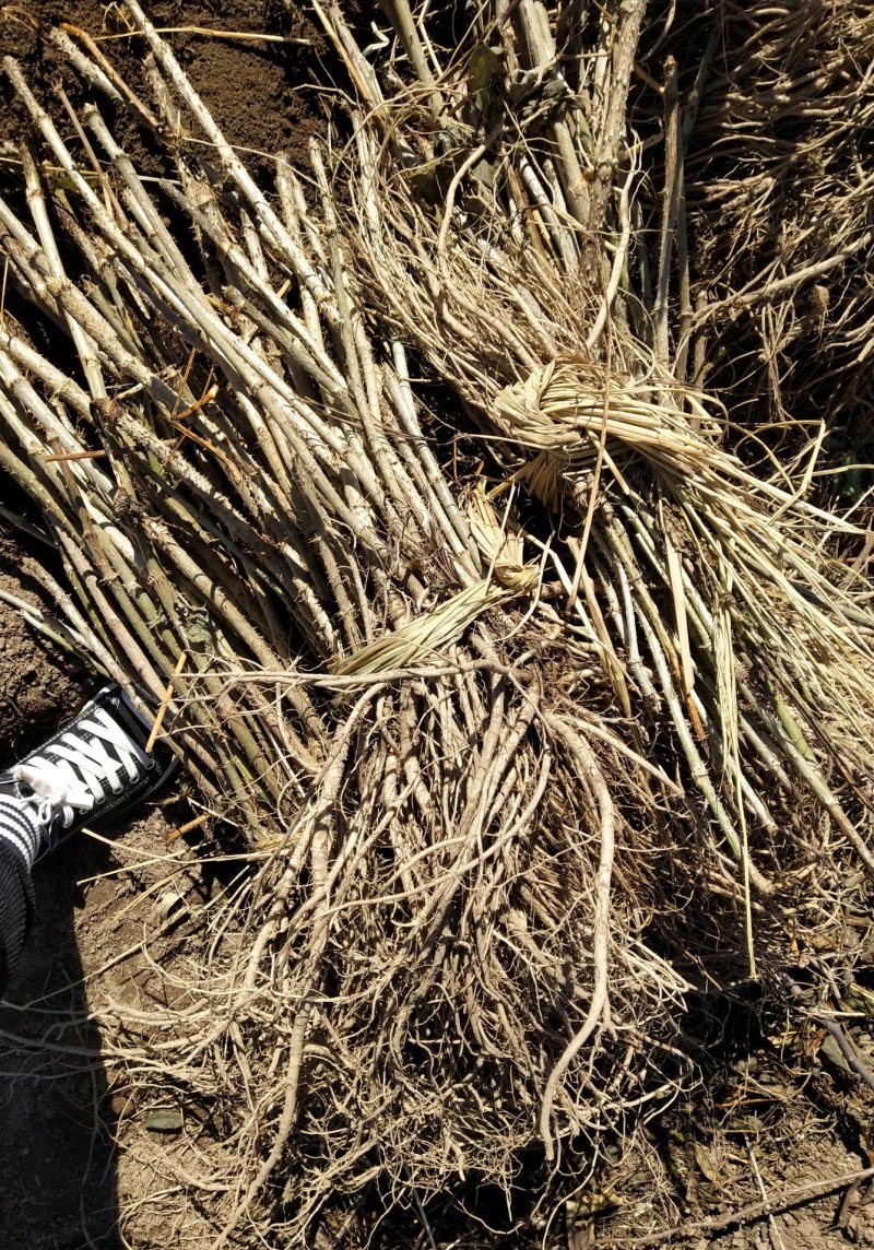 刺嫩芽苗刺龙芽苗质量好成活率高