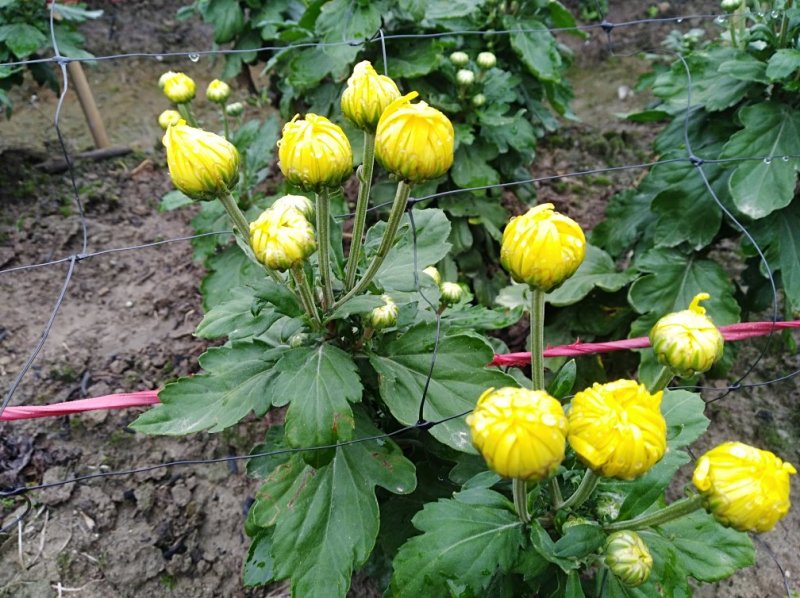 金丝皇菊