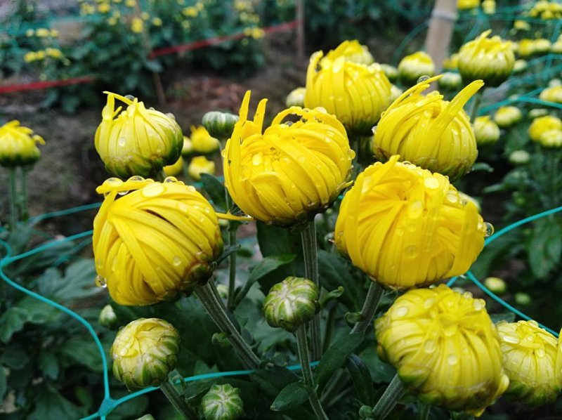 金丝皇菊