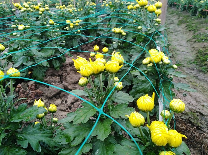 金丝皇菊