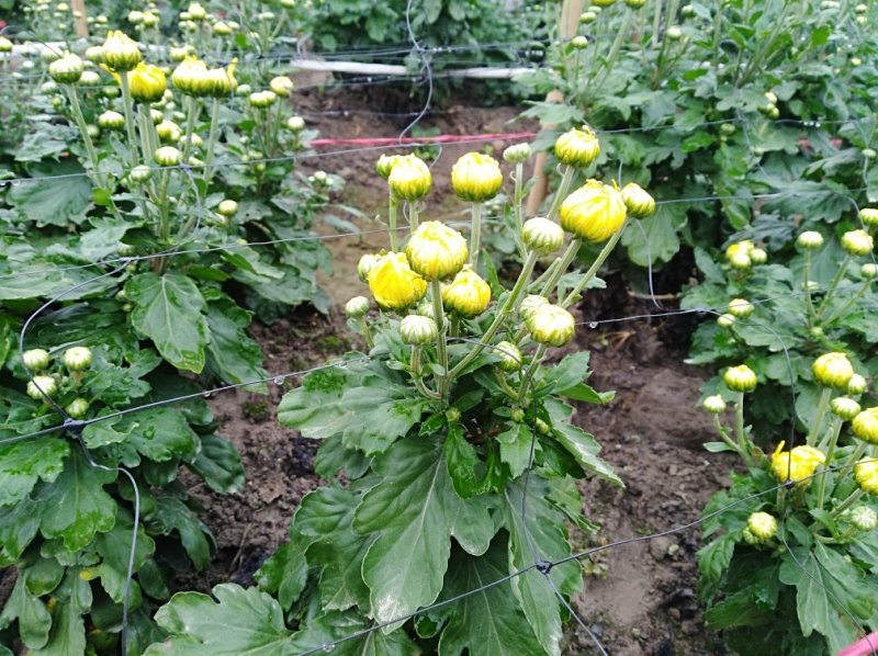 金丝皇菊