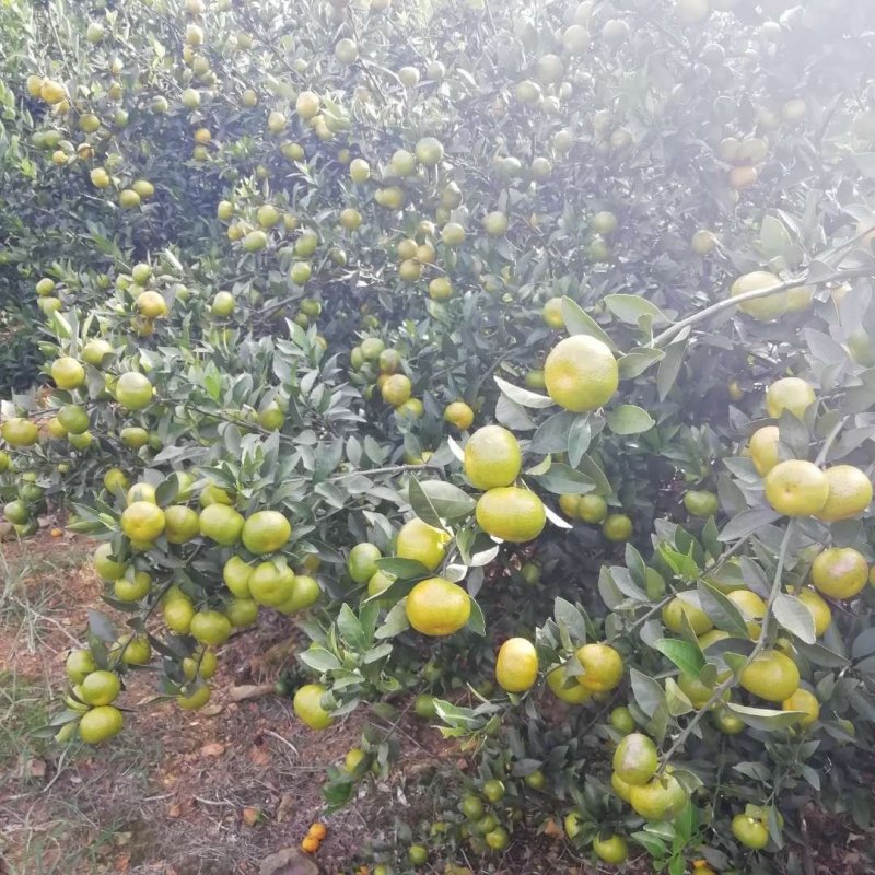 南丰蜜橘
