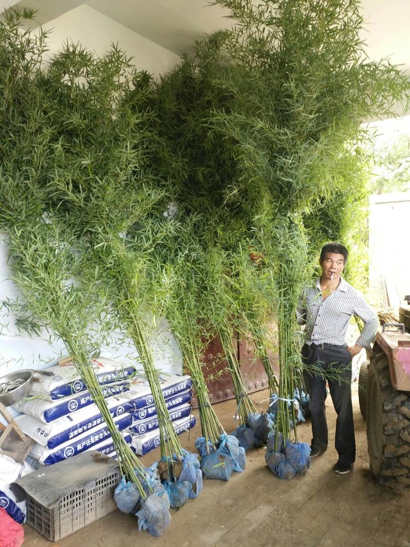 早园竹（原生）自家种植，无中介，成活率高，规格齐全