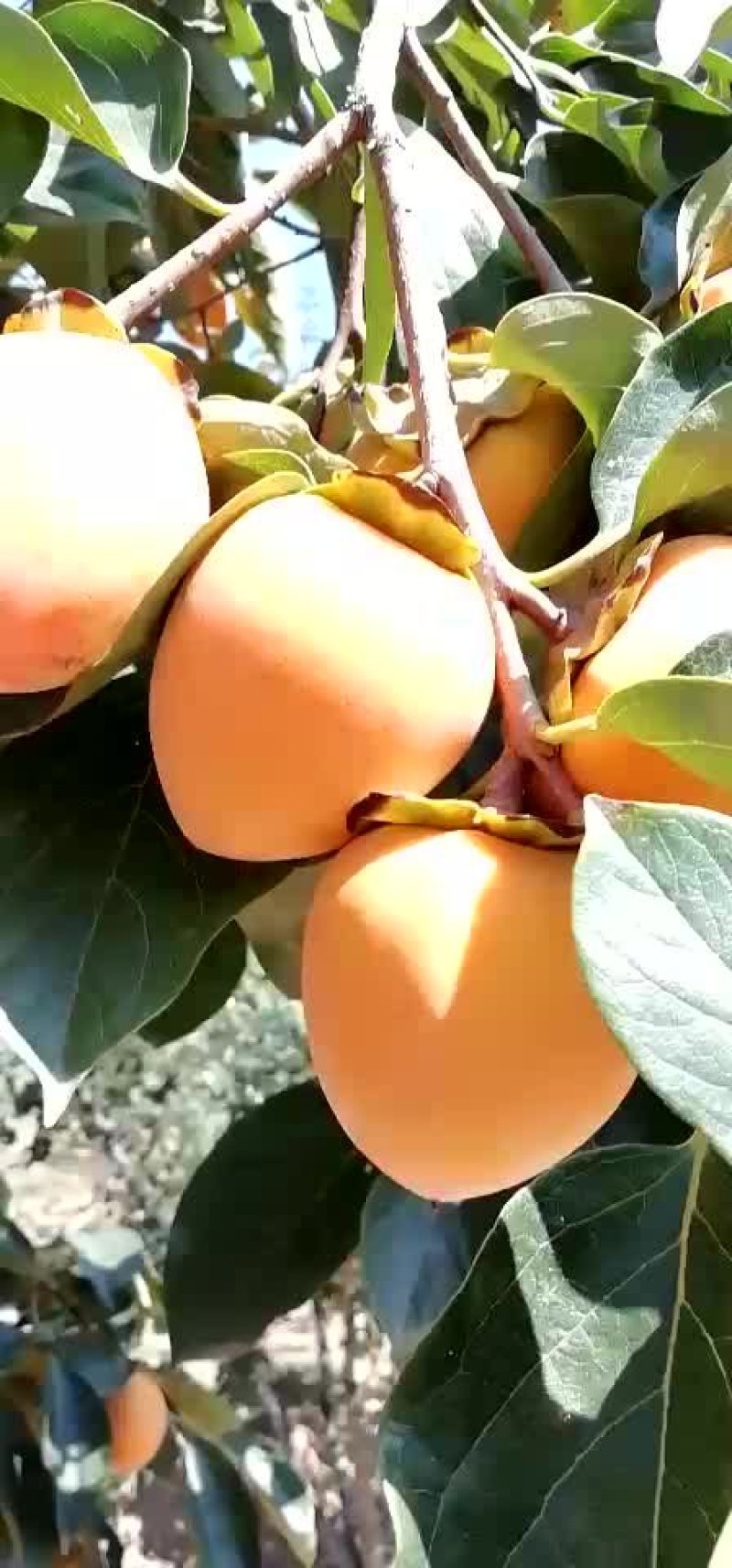 预售富平曹村正宗柿饼独立包装5斤装