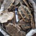大龟壳