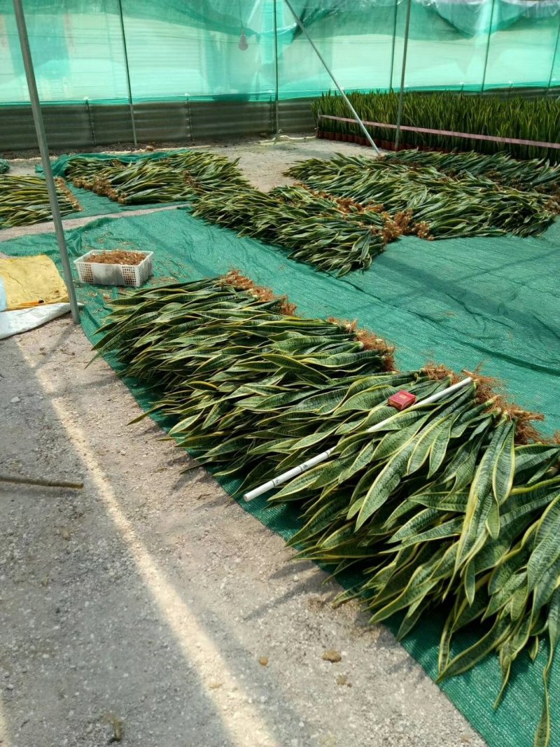 基地直销福建省龙海市九湖镇，虎皮兰，质量保证