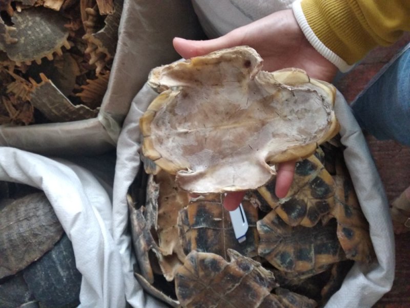 龟壳