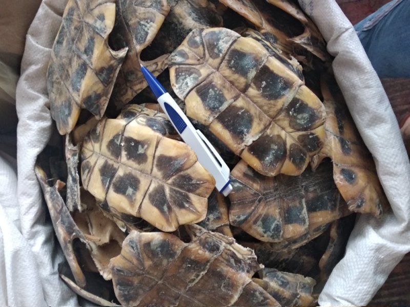 龟壳