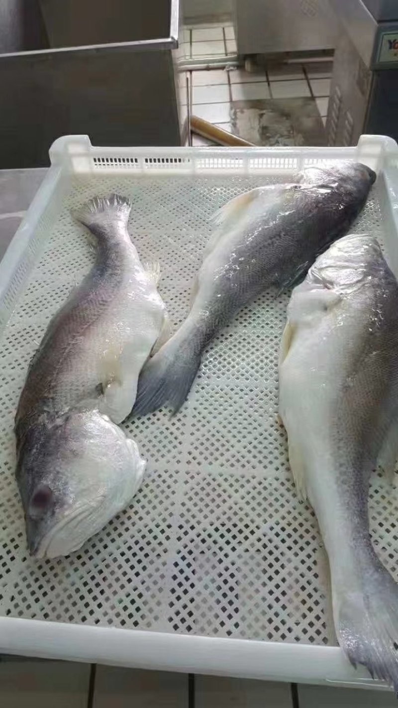 半壁江山拉菲黄鱼