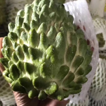 台湾凤梨释迦苗佛头果番荔枝苗30-50CM