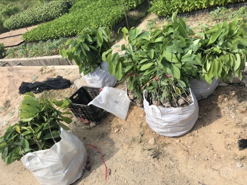 台湾凤梨释迦苗佛头果番荔枝苗30-50CM