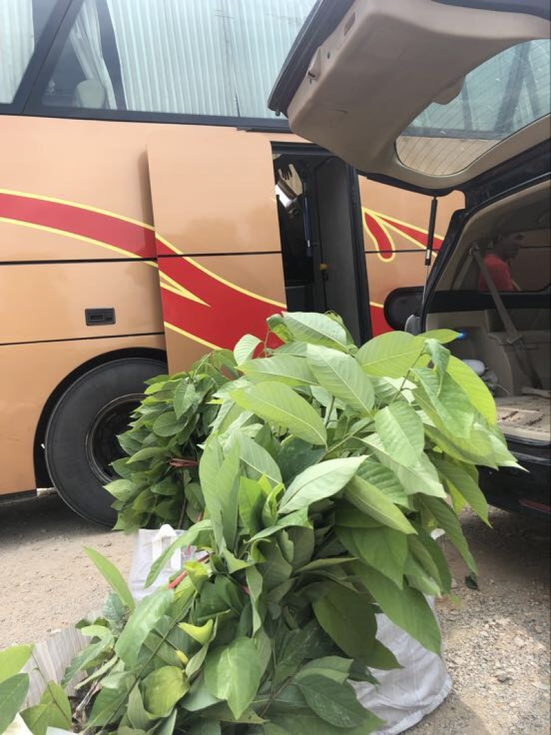 台湾凤梨释迦苗佛头果番荔枝苗30-50CM