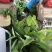 台湾凤梨释迦苗佛头果番荔枝苗30-50CM