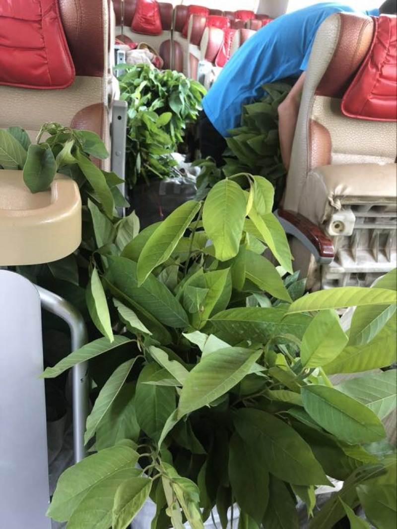 台湾凤梨释迦苗佛头果番荔枝苗30-50CM