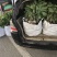 台湾凤梨释迦苗佛头果番荔枝苗30-50CM