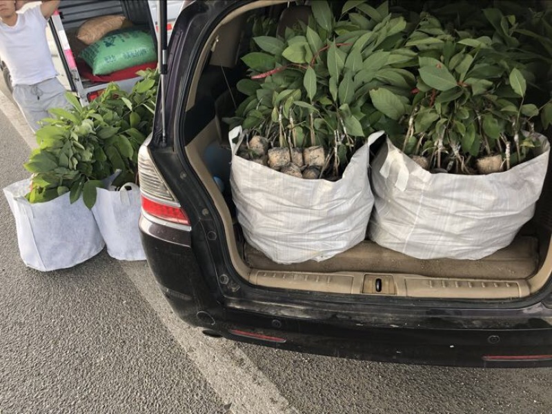 台湾凤梨释迦苗佛头果番荔枝苗30-50CM