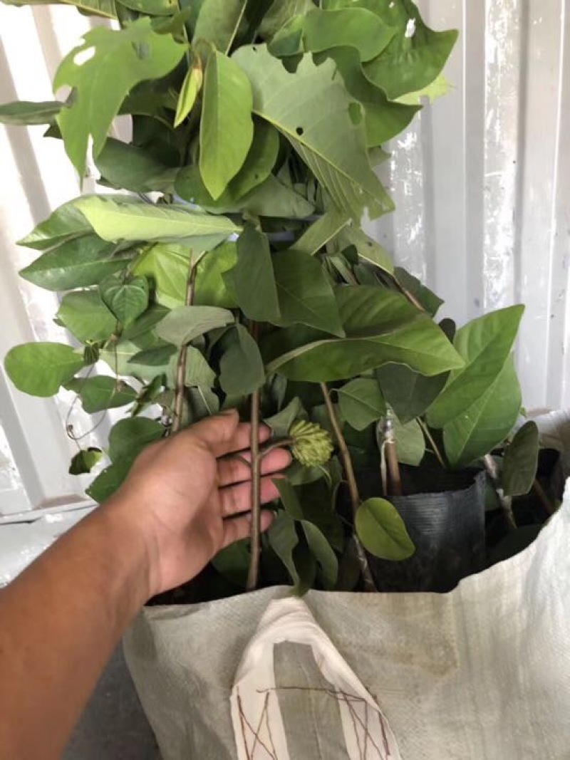 台湾凤梨释迦苗佛头果番荔枝苗30-50CM