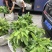 台湾凤梨释迦苗佛头果番荔枝苗30-50CM