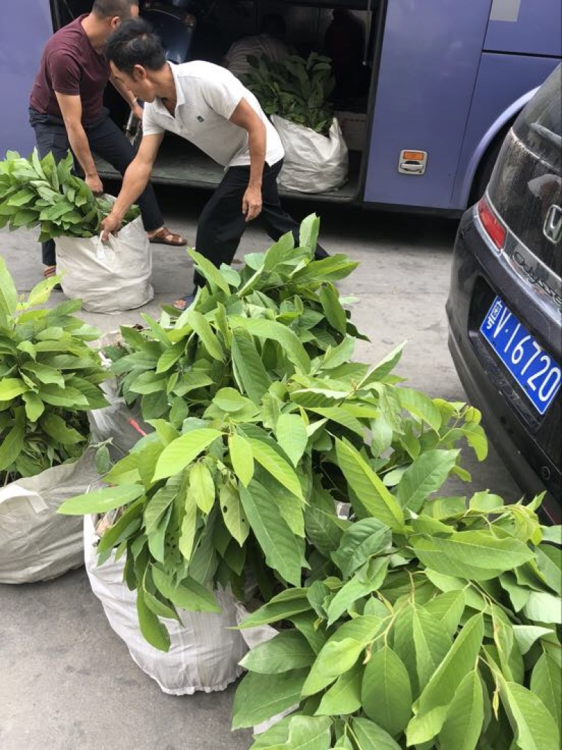 台湾凤梨释迦苗佛头果番荔枝苗30-50CM