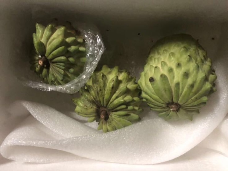 台湾凤梨释迦苗佛头果番荔枝苗30-50CM