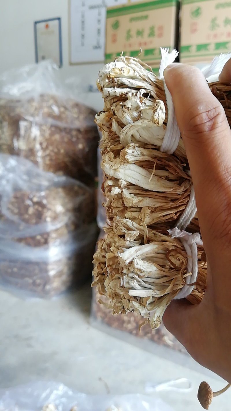 江西广昌产地批发茶树菇无包心夹心茶树菇批发