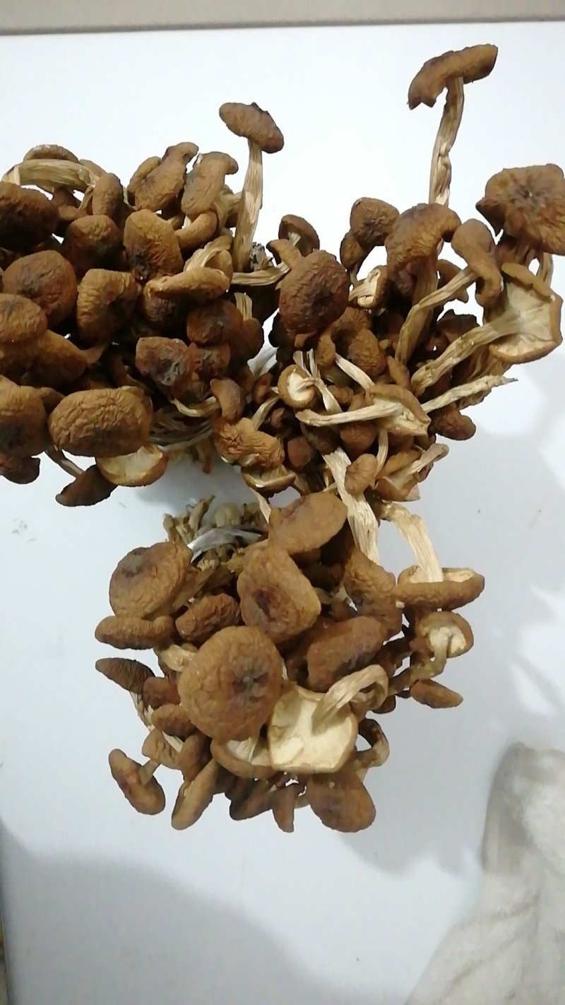 江西广昌产地批发茶树菇无包心夹心茶树菇批发