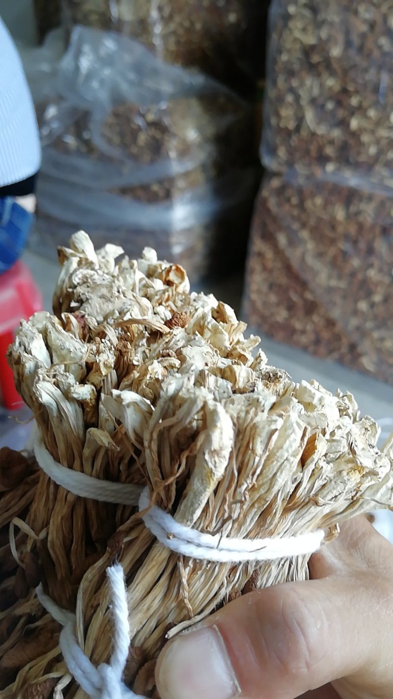 江西广昌产地批发茶树菇无包心夹心茶树菇批发
